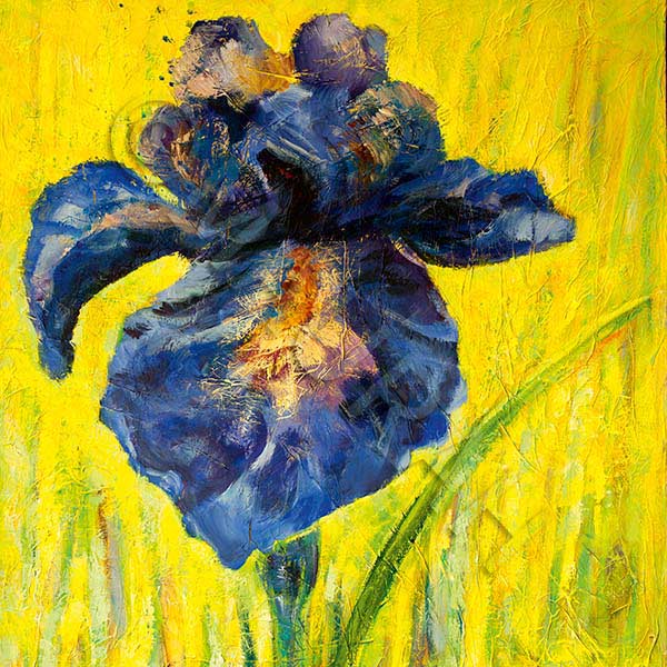 Postkarte A93 : Iris bleue