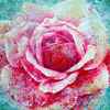 Postkarte A56 : Rose persane