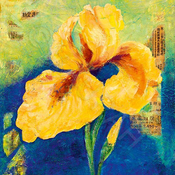 Postkarte A107 : Iris jaune